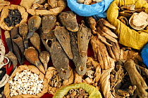 Animal amulets for sale in Sandaga market, one of the most important in Dakar. Crocodile heads, aardvark claws(Orycteropus afer), turtles, vulture heads and shells. Dakar, Senegal.