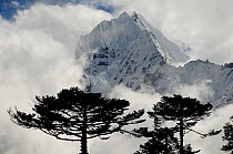 Thamserku Peak (6608m) surrounded by cloud with trees silhouetted below, Sagarmatha National Park (World Heritage UNESCO). Khumbu / Everest Region, Nepal, Himalaya, October 2011.