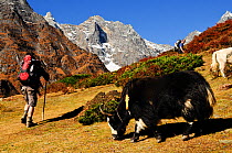 People hiking past grazing Domestic Yak (Bos grunniens) Sagarmatha National Park (World Heritage UNESCO). Khumbu / Everest Region, Nepal, Himalaya, October 2011.