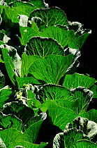 Cabbage leaves in vegetable plot in the valley of the Dudh Kosi, Jorsale village, Sagarmatha National Park (World Heritage UNESCO). Khumbu / Everest Region, Nepal, Himalaya, October 2011.