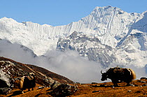 Domestic yaks (Bos grunniens) in the Khumbu valley, Sagarmatha National Park (World Heritage UNESCO). Khumbu / Everest Region, Nepal, Himalaya, October 2011.