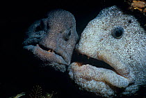 Wolf eels (Anarrichthys ocellatus) male and female pair, Queen Charlotte Strait, British Columbia, Canada, North Pacific Ocean.
