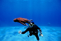 Common reef octopus (Octopus cyanea) with diver observing, Eilat, Israel, Red Sea. Model released. January 2011 Model released.