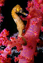 Thorny seahorse (Hippocampus Histrix) on Alcyonarian coral (Dendronephthya sp) Eilat, Israel, Red Sea
