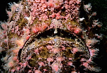 Giant frogfish (Antennarius commerson) close up face portrait, Eilat, Israel, Red Sea