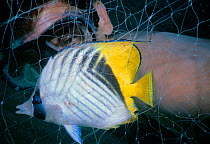 Threadfin Butterflyfish (Chaetodon auriga) diver observing fish caught in Bedouin gill net, Egypt, Red Sea. Model released. October 2002. Model released.