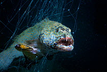 Squaretail grouper (Plectropomus truncatus) and Blackback Butterflyfish (Chaetodon melannotus) caught in Bedouin gill net, Egypt, Red Sea