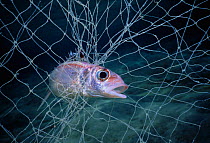 Spotfin Squirrelfish (Neoniphon sammara) caught in Bedouin gill net, Egypt, Red Sea