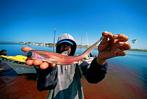 Thresher shark (Alopias vulpinus) embryo being held up by fisherman after netting female shark, Huatampo, Mexico, Gulf of California, Pacific Ocean. Model released. May 2008. Model released.