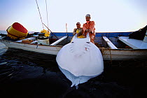 Manta ray (Manta birostris) being hauled onto boat by gill net fishermen. Huatabampo, Mexico, Gulf of California, Pacific Ocean Model released.