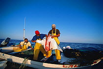 Manta ray (Manta birostris) being hauled onto boat by gill net fishermen. Huatabampo, Mexico, Gulf of California, Pacific Ocean, Model released. May 2008. Model released.