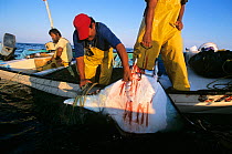 Manta ray (Manta birostris) being hauled onto boat by gill net fishermen. Huatabampo, Mexico, Gulf of California, Pacific Ocean. Model released. May 2008. Model released.