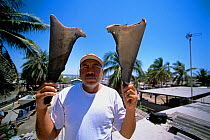 Common thresher shark (Alopias vulpinus) gill net fisherman putting fins out to dry on roof, Huatabampo, Mexico, Sea of Cortez, Pacific Ocean Model released.