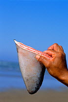 Common thresher shark (Alopias vulpinus) severed fin being held up by gill net fisherman, Huatabampo, Mexico, Sea of Cortez, Pacific Ocean Model released.