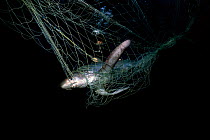Common thresher shark (Alopias vulpinus) caught in gill net, observed by diver at night, Huatampo, Mexico, Gulf of California, Pacific Ocean. Model released. May 2008.