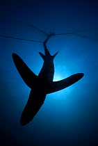 Common Thresher Shark (Alopias vulpinus) silhouette of one caught in gill net, Huatabampo, Mexico, Sea of Cortez, Pacific Ocean