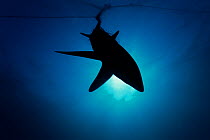 Common Thresher Shark (Alopias vulpinus) silhouette of one caught in gill net, Huatabampo, Mexico, Sea of Cortez, Pacific Ocean