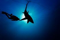 Common Thresher Shark (Alopias vulpinus) silhouette of one caught in gill net with diver approaching, Huatabampo, Mexico, Sea of Cortez, Pacific Ocean. Model released. May 2008. Model released.