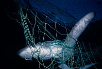 Common Thresher Shark (Alopias vulpinus) caught in gill net, Huatabampo, Mexico, Sea of Cortez, Pacific Ocean