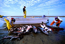 Common Thresher Sharks (Alopias vulpinus) dead animals being cleaned by gill net fishermen on shore, Huatabampo, Mexico, Sea of Cortez, Pacific Ocean Model released.