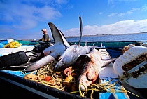 Common thresher sharks (Alopias vulpinus) dead shark catch being brought to shore by gill net fishermen, Huatabampo, Mexico, Sea of Cortez, Pacific Ocean. Model released. May 2008. Model released.