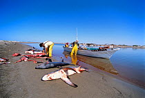 Common Thresher Sharks (Alopias vulpinus) dead animals being cleaned by gill net fishermen on shore, Huatabampo, Mexico, Sea of Cortez, Pacific Ocean. Model released. May 2008. Model released.