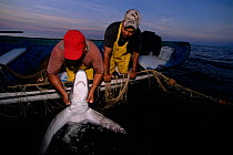 Common Thresher Shark (Alopias vulpinus) caught on gill net being hauled up onto boat, Huatabampo, Mexico, Sea of Cortez, Pacific Ocean Model released.