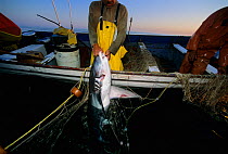 Common Thresher Shark (Alopias vulpinus) caught on gill net being hauled up onto boat, Huatabampo, Mexico, Sea of Cortez, Pacific Ocean Model released.