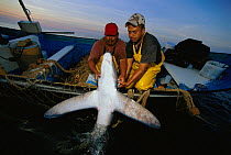 Common Thresher Shark (Alopias vulpinus) caught on gill net being hauled up onto boat, Huatabampo, Mexico, Sea of Cortez, Pacific Ocean. Model released. Model released.