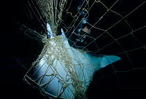 Manta Ray (Manta birostris) caught in gill net, with diver observing the carcass, Huatabampo, Mexico, Sea of Cortez, Pacific Ocean. Model released. May 2008. Model released.