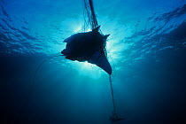 Manta Ray (Manta birostris) caught in gill net, silhouetted against sunlight, Huatabampo, Mexico, Sea of Cortez, Pacific Ocean