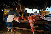 Manta Rays (Manta birostris) being butchered by gill net fishermen, ready for market, Huatabampo, Mexico, Sea of Cortez, Pacific Ocean Model released.