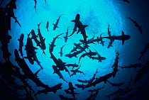 Whitetip reef sharks (Triaenodon obesus) pack silhouetted following scent trail in water column, Cocos Island, Costa Rica, Pacific Ocean