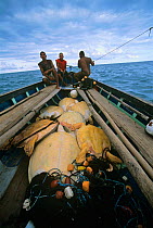 Green turtles (Chelonia mydas) loaded into Duritara boat, hunted by Miskito Indian fishermen, Puerto Cabezas, Nicaragua, Caribbean Sea Model released.