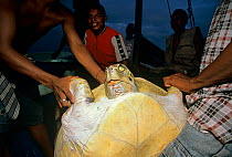Green Turtle (Chelonia mydas) catch shown off by Miskito Indian fishermen, Puerto Cabezas, Nicaragua, Caribbean Sea Model released.