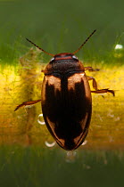 Diving beetle (Hydroporus palustris),resting on the plant stem, Europe, April, controlled conditions