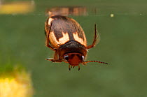 Diving beetle (Hydroporus palustris) resting by the water surface, Europe, April, controlled conditions