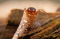 Case-building caddisfly (Trichoptera) larva in protective case made of sand grains, Europe, April, controlled conditions