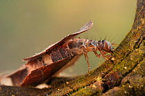 Case-building caddisfly (Trichoptera) larva in protective case feeding on algae, Europe, April, controlled conditions