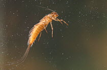 Prong-gilled mayfly nymph (Ephemeroptera sp), swimming towards the water surface, Europe, May, controlled conditions