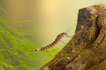 Minnow mayfly nymph (Ephemeroptera family Baetidae), hiding in plants and wood, Europe, May, controlled conditions