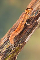 Caddisfly larva (Trichoptera, family Polycentropodidae), climbing the root, Europe, May, controlled conditions