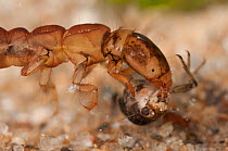 Caddisfly larva (Trichoptera, family Polycentropodidae), scavenging mayfly nymph, Europe, May, controlled conditions