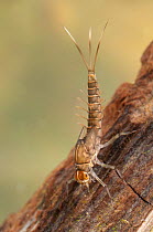 Minnow mayfly nymph (Ephemeroptera, family Baetidae), holding on the wood, Europe, May, controlled conditions