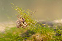 Stonefly nymph (Plecoptera), grazing algae, Europe, April, controlled conditions