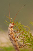 Stonefly nymph (Plecoptera), grazing algae, Europe, April, controlled conditions