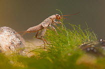 Stonefly nymph (Plecoptera) grazing algae, Europe, April, controlled conditions
