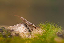 Stonefly nymph (Plecoptera) resting on the stones at the bottom, Europe, April, controlled conditions