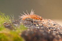 Prong-gilled mayfly nymph (Ephemeroptera, family Leptophlebiidae), crawling on stone, Europe, May, controlled conditions
