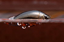 Whirligig beetle (Gyrinidae) swimming on the water surface, Europe, June, controlled conditions